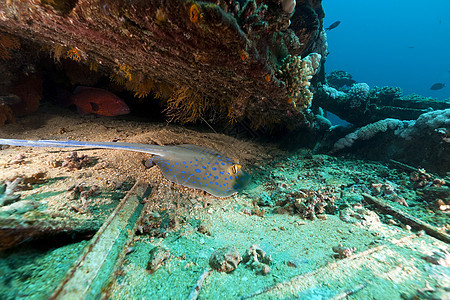 红海约兰达残骸的蓝斑刺图片