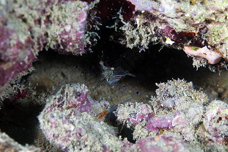 红海的洞穴清洁虾图片