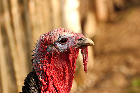彩色鸟鸟公鸡力量羽毛农场乡村男性红色犯规家禽家畜图片
