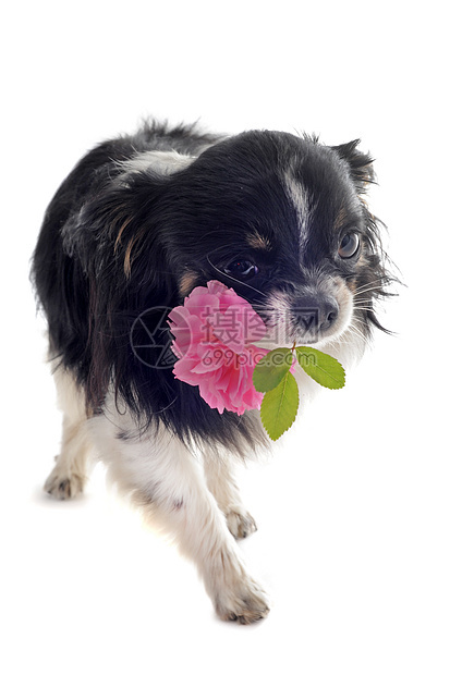吉娃娃和花朵犬类黑色宠物动物粉色展示工作室伴侣白色玫瑰图片