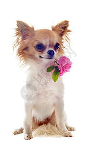 小小狗吉娃娃和花朵伴侣玫瑰白色动物工作室宠物展示棕色犬类图片