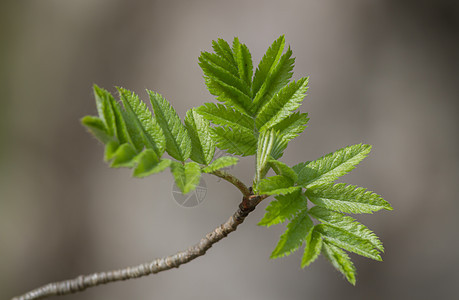 天然背景的Rowan分支植被环境植物植物学公园枝条森林叶子生态生活图片