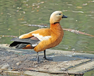 塞里木湖橘子鸭在游泳池上大吵大闹背景