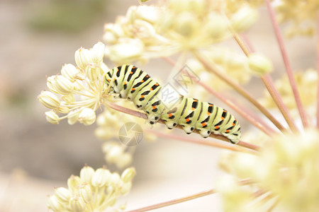 毛毛虫生物漏洞昆虫动物蝴蝶图片