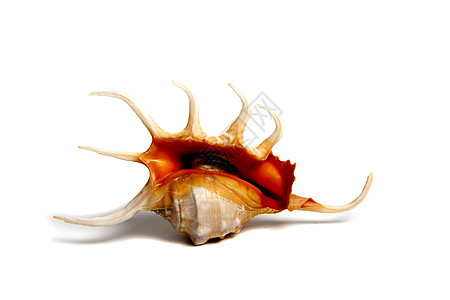 羊肉鳄鱼海洋物品骨骼粉笔石鳖阀门动物扇贝贝壳收藏家图片