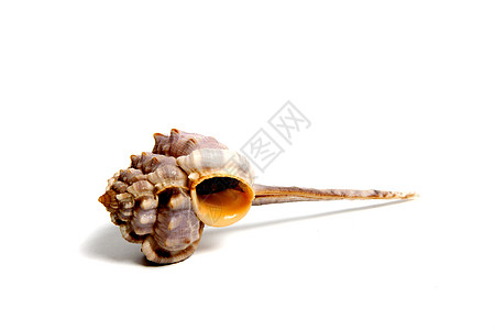 维达尼人阀门扇贝石鳖贝壳摇篮地幔蛤蜊生物骨骼动物图片