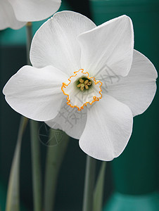 水花类白色花瓣植物花园黄色图片