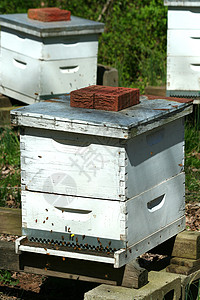 蜂窝蜂巢建筑物昆虫殖民地养蜂人蜜蜂图片