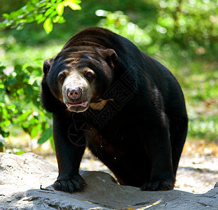 黑熊野生动物力量捕食者哺乳动物爪子濒危危险毛皮动物森林图片
