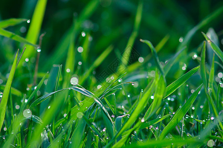 新鲜绿草生长花园刀刃太阳草地环境场地阳光植物宏观图片