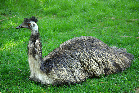 动物园的Emu鸵鸟脖子头发土地羽毛眼睛棕色荒野情绪黑色图片