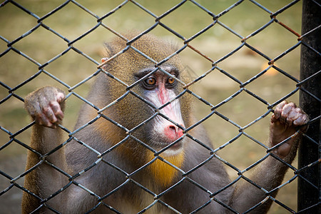 笼子里的猴子棕色锁定哺乳动物俘虏头发酒吧悲伤动物园动物监狱图片