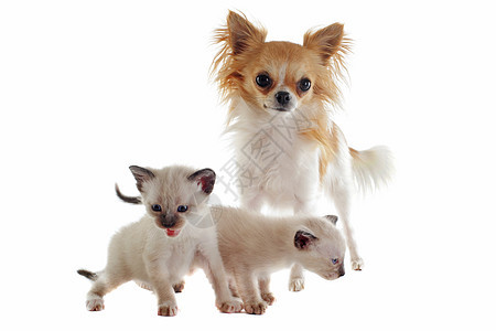 吉娃娃和暹罗小猫犬类朋友们宠物棕色动物工作室伴侣友谊白色连体图片