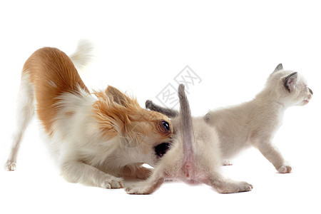吉娃娃和暹罗小猫朋友们棕色友谊工作室白色动物连体伴侣宠物犬类图片