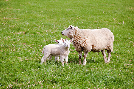 母羊和两只羊羔白色家庭绿色村庄场地乡村农田牧场动物母亲图片