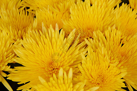 由一束黄色菊花构成的花形花状本底高清图片