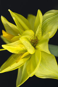 黄色达弗迪尔蜘蛛照片花瓣水仙花宏观黑色树叶图片