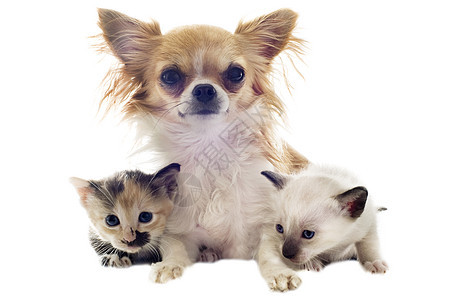 小狗吉娃娃和小猫宠物白色工作室棕色伴侣友谊动物犬类朋友们图片