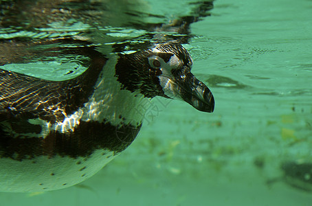 游泳企鹅鲈鱼荒野野生动物鸟类动物海岸阳光海洋翅膀燕尾服图片