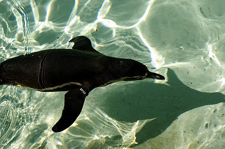 游泳企鹅动物鲈鱼鸟类蓝色海洋海岸燕尾服涟漪阴影荒野图片