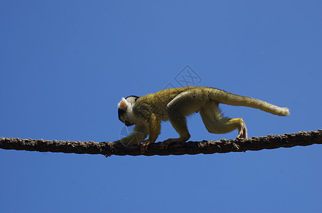 猴子尾巴猴子在A绳上背景