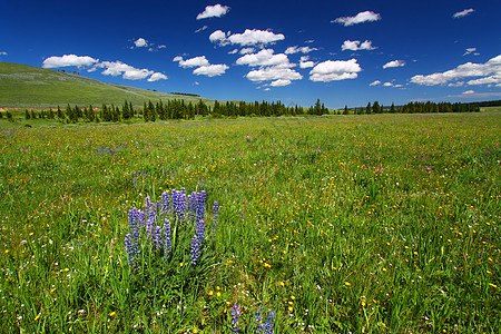 Bighorn 国家森林野花植物群湿地旅行杂草地形生态绿地草原场景天空图片