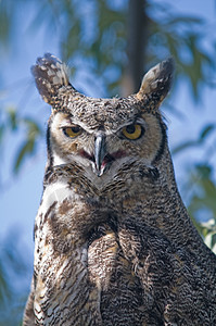 角猫头鹰智慧眼睛生物动物野生动物耳朵公园捕食者羽毛鸟类图片