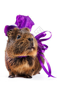带紫色弓和花朵的几内亚猪图片