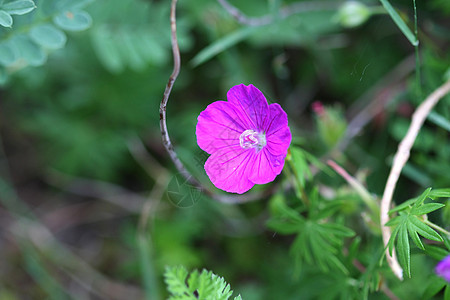 野生天竺葵花花束植物学森林树叶荒野生态花朵植被花园紫色图片