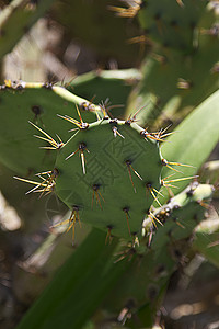 Cactus 休假图片