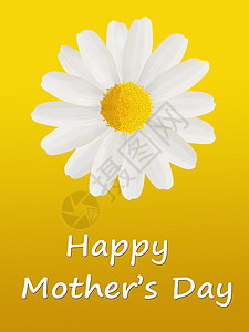 母亲节卡片和菊花背景图片