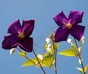 花朵花园天空野花生长晴天园艺植物学斧子植物草地背景图片