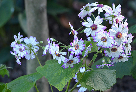 紫色边缘白花图片