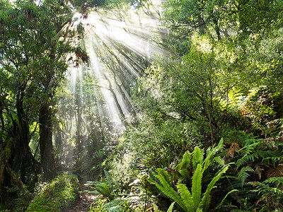 阳光光照光光束穿过稠密热带丛林森林植被环境晴天射线蕨类植物群季节薄雾娱乐图片