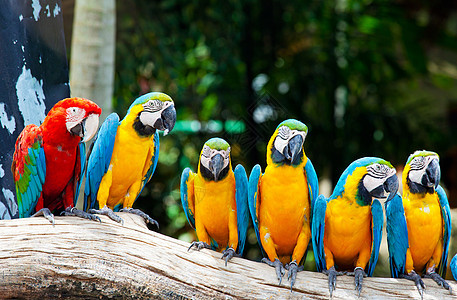 彩色金刚鹦鹉黄色热带鹦鹉野生动物绿色鸟类荒野动物园情调丛林图片