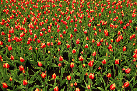 花朵郁金香季节性花店粉色红色植物群花园绿色黄色植物花束图片