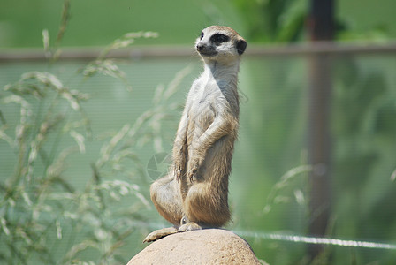 Meerkat 肖像 沙漠野生生物哺乳动物野生动物鼻子动物猫鼬眼睛荒野背景图片