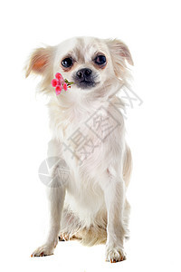 吉娃娃和花朵粉色工作室宠物展示棕色动物白色犬类伴侣图片