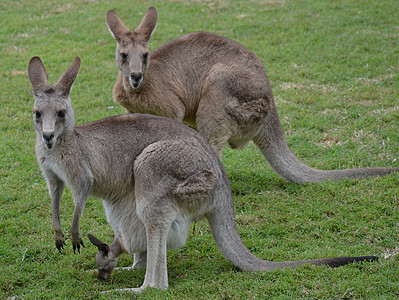 2名澳大利亚袋鼠和2名携带婴儿便便的澳大利亚人图片