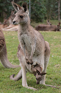 母亲Kangaroo和婴儿Joey在邮袋中图片