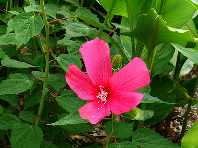 花和花粉图片