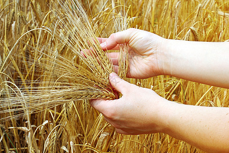 进食食品土地生长植物食物大麦谷物财富农学家场景粮食图片