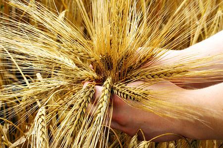 进食食品收成农学家谷物大麦农场金子植物生活小麦生长图片