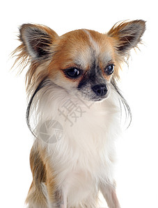 吉瓦华人伴侣犬类三色工作室棕色动物白色宠物图片