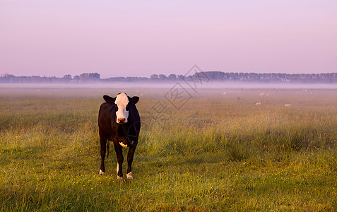 牧场上的黑白奶牛精神场地动物天空太阳阳光薄雾农田农场日落图片