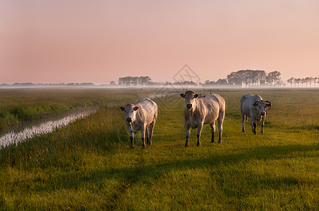 雾中日出时的荷兰奶牛图片