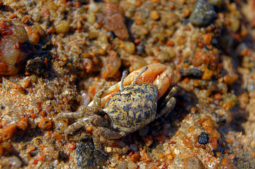 螃蟹居住海滩钓鱼土地身体小吃夹子动物结痂湿地图片