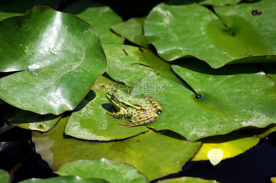 绿青蛙在湖中的莲花水龙头花园叶子监管百合动物池塘植物软垫水池图片