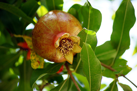 在树枝上缝合新鲜的石榴水果衬套种子药品食物果皮果汁脱脂葡萄糖叶子营养图片