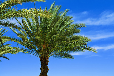 热带热带棕榈树生长天空棕榈阴影异国植物群晴天叶子植物学植物图片